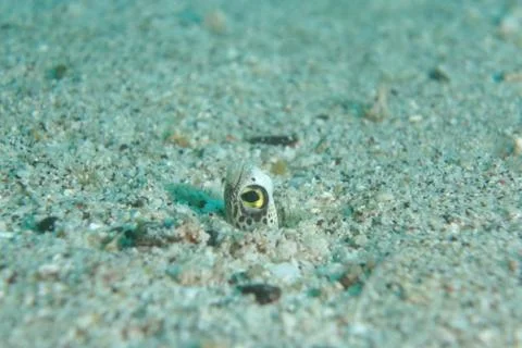 Eel Stock Photos