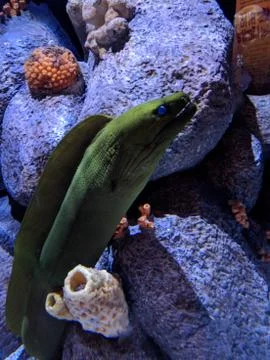 Eel Stock Photos