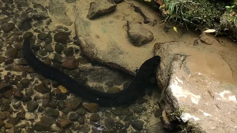 Eel in pond Stock Footage 105929209