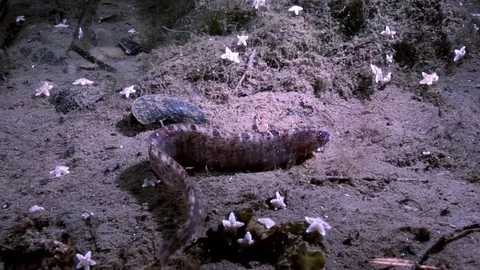 Eel pout mutton and star fish perciform on seabed underwater in White Sea. Stock Footage 79528386