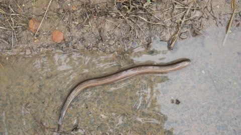 Eel in shallow water Stock Footage 141501285