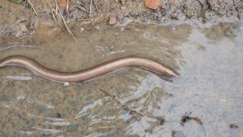 Eel in shallow water Stock Footage 141501338
