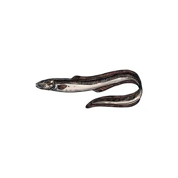 Eel-shape fish isolated electric eel marine animal Stock Illustration