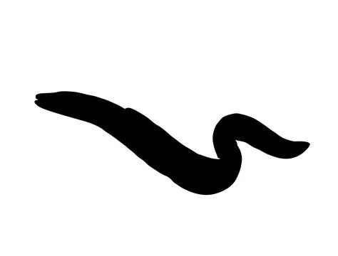 Eel silhouette vector art Stock Illustration