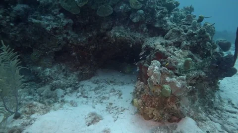 Eel sits underneath Coral on Ocean Floor Stock Footage 75798758