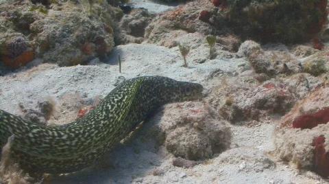 Eel slithering away Stock Footage 659478