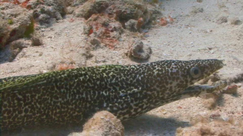 Eel slithering pr2 1 Stock Footage 721683