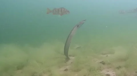 Eel standing straight up on the bottom. Stock Footage 53045956