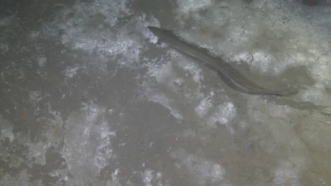 Eel that swims on the sandy bottom of the lake, Albano Lake, Italy Stock Footage 224306051
