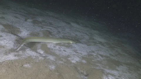 Eel swims underwater on the sandy bottom of the lake, Albano Lake, Italy Stock Footage 224297985