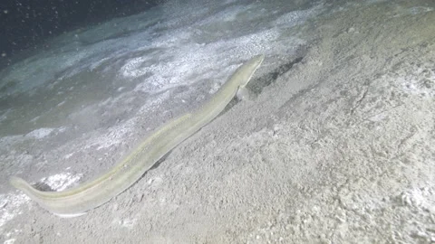 Eel swims underwater on the sandy bottom of the lake, Albano Lake, Italy Stock Footage 224299872
