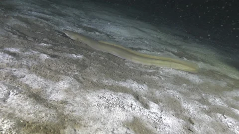 Eel swims underwater on the sandy bottom of the lake, Albano Lake, Italy Stock Footage 224308436
