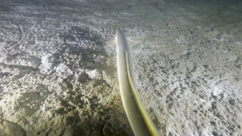 Eel swims waving on the sandy bottom of the lake, Albano lake, Italy Stock Footage 162414177