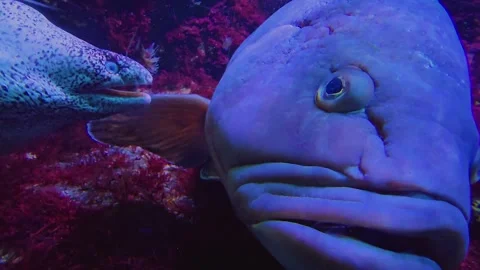 An Eel is talking to a grouper  Stock Footage 245034002