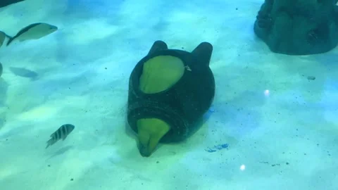 Eel in a Tank Stock Footage 243861902