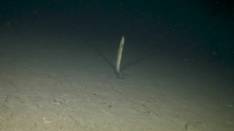 Eel in vertical position on the sandy bottom of the lake, Albano lake, Italy Stock Footage 162430041