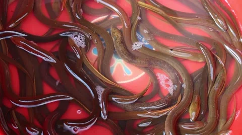 Eel in the water bath Stock Footage 56082864