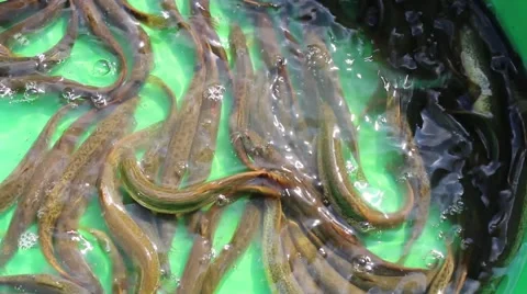 Eel in the water bath Stock Footage 56082865