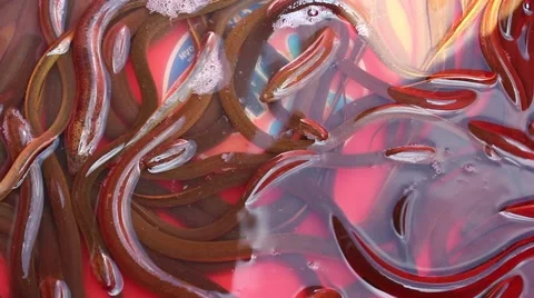 Eel in the water bath Stock Footage 56082866