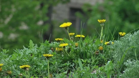 Eellow Flowers in Green Grass Stock Footage 70281913