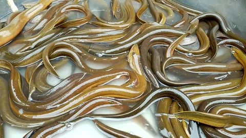 Eels and loaches, frog in a pot Stock Footage 332283680