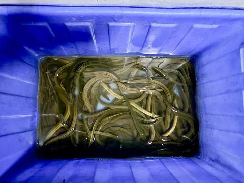 Eels in a blue container with water. Stock-Fotos