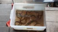Eels in a bucket at Pattaya floating market. HD Footage