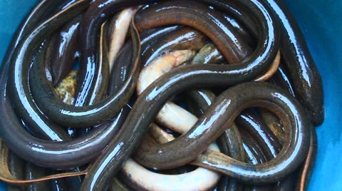 Eels crawling in basin Vídeo Stock 52497411