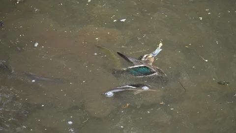 Eels feed on dead duck in feeding frenzy Stock Footage 106367658