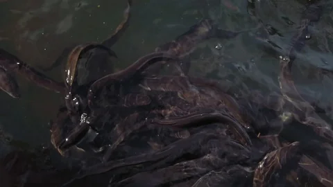 Eels feeding in the pond 스톡 동영상 113490140