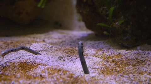  eels fighting Stock Footage 244336666