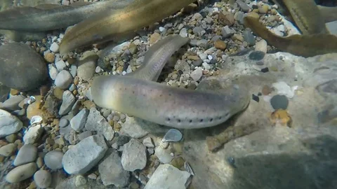 Eels in Lake Video stock 87274023
