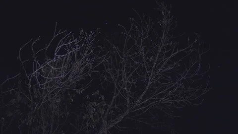 Eerie Branches On The Tree At Night Video stock 282522035