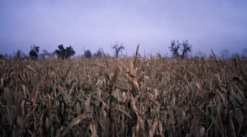 Eerie Cornfield Vídeo Stock 55665098