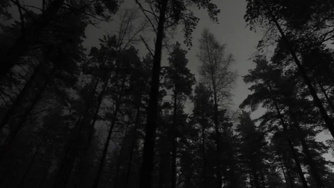 Eerie forest at night Stock Footage