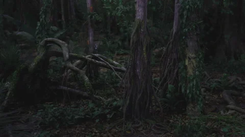 Eerie forest setting featuring mosscovered fallen tree and shadowed ground Stock Footage 336257160