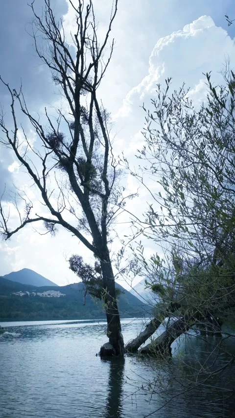 Eerie, gnarled tree stands alone in a dark, still lake under a brooding sky Stock Footage 342842883