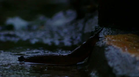 An eerie low key shot of a slug curving along a wet stone, time lapse Stock Footage