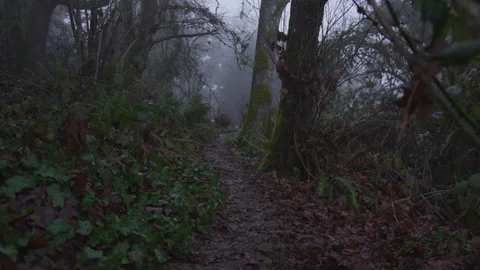 Eerie Pathway Cuts Through Thick Fogged in Woods on Creepy Dark Winter Day Stock Footage 208754500