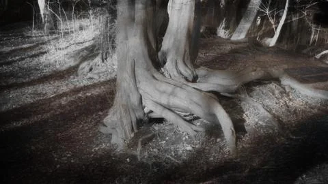 An Eerie Root Stock Photos