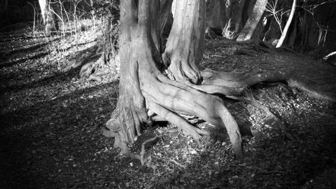 An Eerie Root Stock Photos
