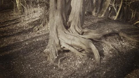 An Eerie Root Stock Photos
