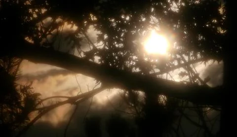 Eerie Sunset through branches Stock Photos