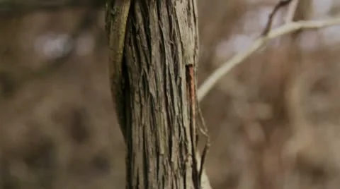 Eerie tree vine Video stock 12030502