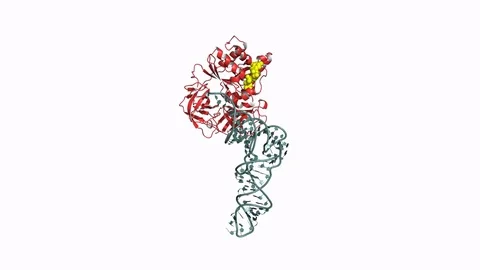 EF-Tu elongation factor model Stock Footage 83652643