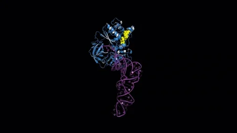 EF-Tu elongation factor, rotating model Stock Footage 83652617