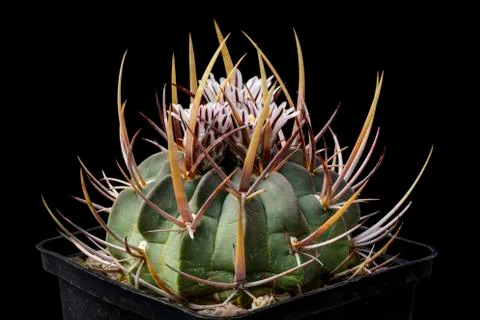 Efc coptogonus Stock Photos