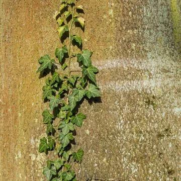 Efeu an einer eiche green ivy on a tree - it grows up - could use as textu... 스톡 사진