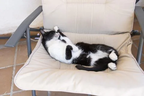 Effect of the heatwave on animals. Cat lying on a chair trying to get out of  Stock Photos