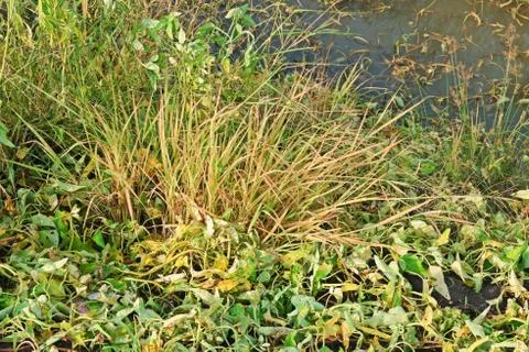 Effect of herbicide on weeds Stock Photos